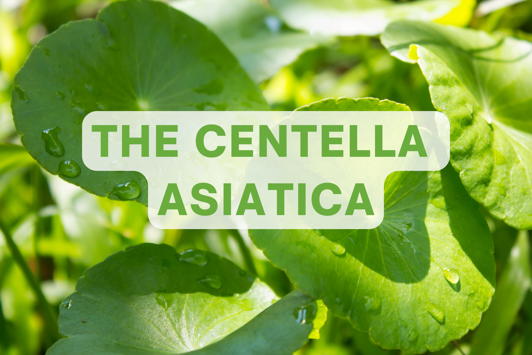 The Centella