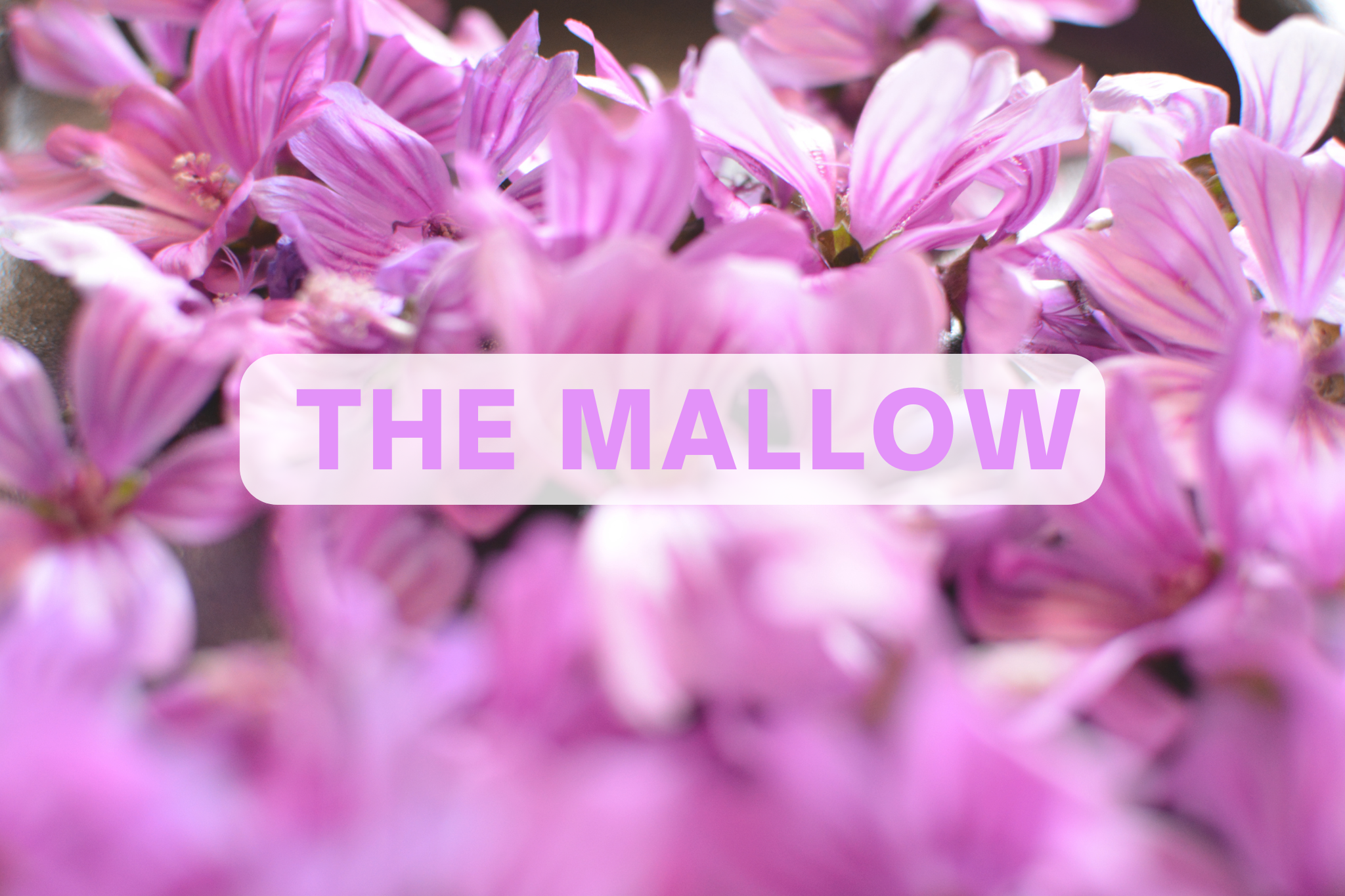 The Mallow