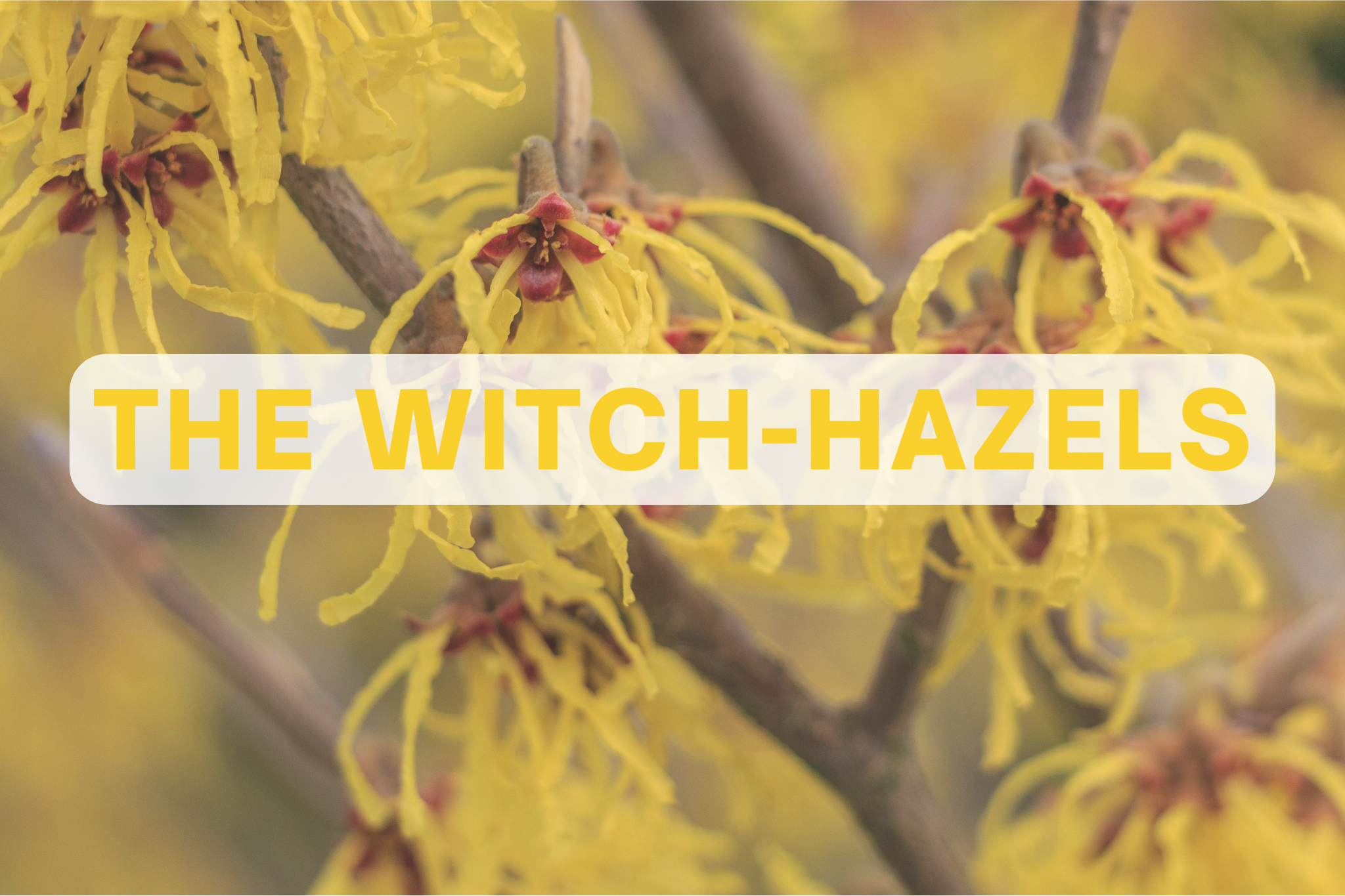 The Witch-hazels