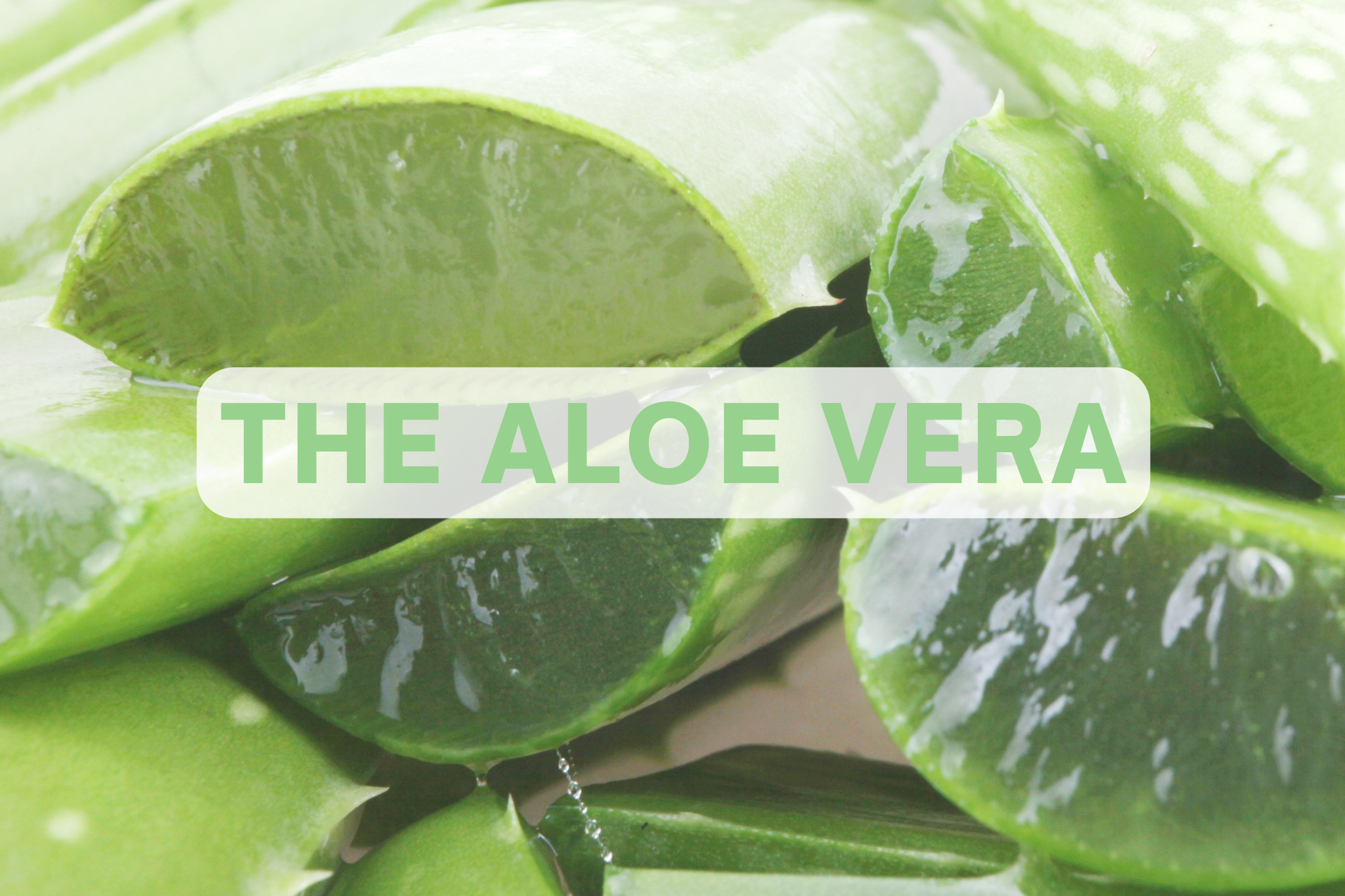 The Aloe Vera