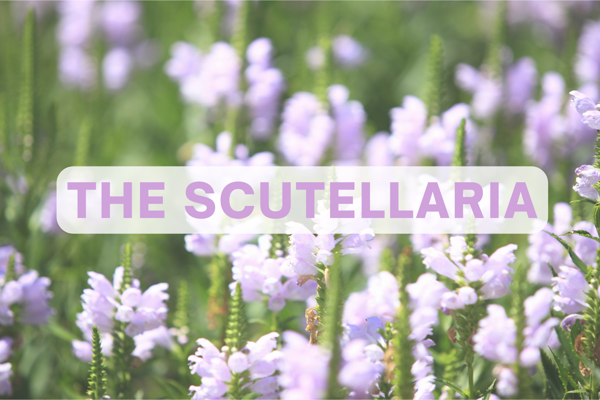 The scutellaria