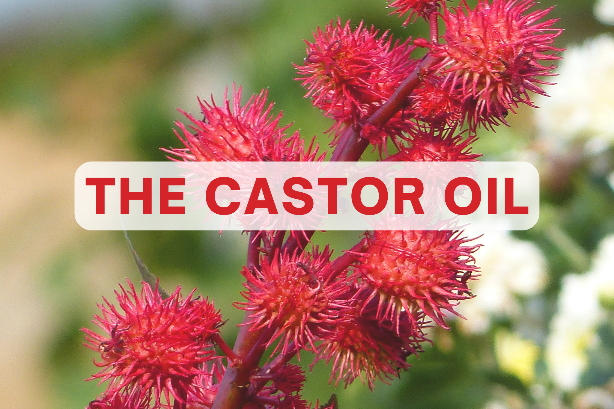 The castor oil