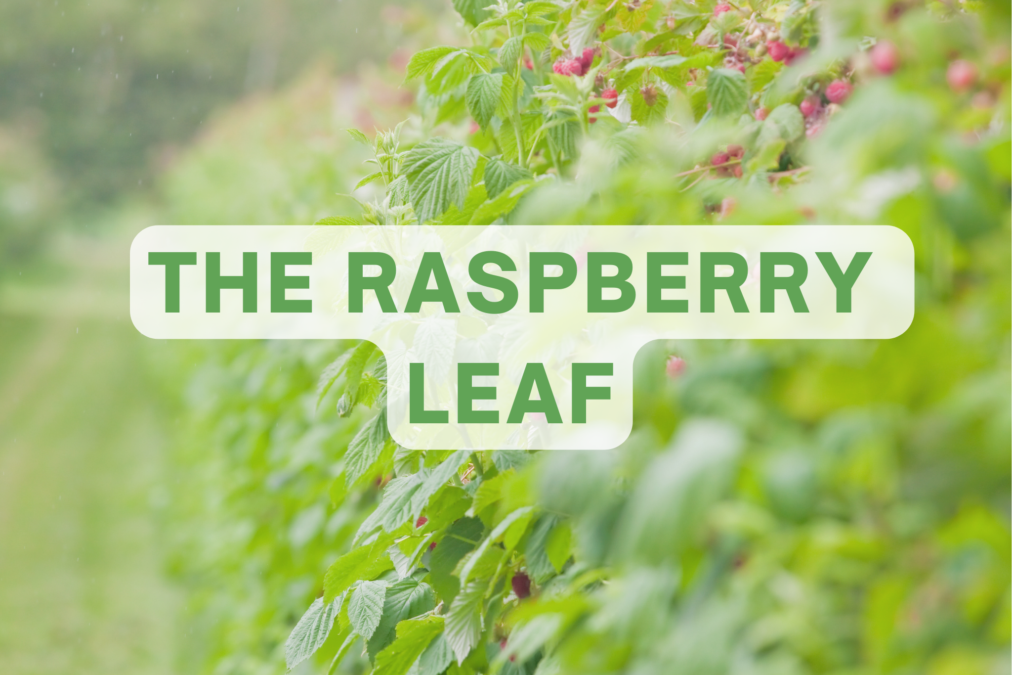 The raspberry leaf
